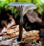 Arrhenia epichysium - Fungi Species